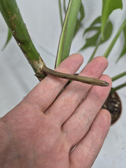 Monstera Burle Marx Flame Steckling Adult
