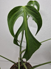 Monstera Burle Marx Flame Steckling Adult
