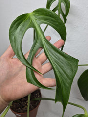Monstera Burle Marx Flame Steckling Adult