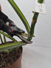 Monstera Burle Marx Flame Steckling Adult