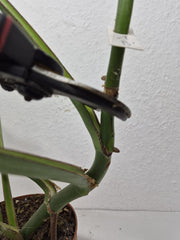 Monstera Burle Marx Flame Steckling Adult