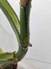 Monstera Burle Marx Flame Steckling Adult