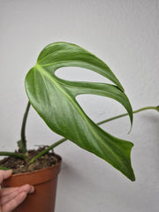 Monstera Burle Marx Flame Steckling Adult