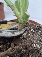 Monstera Burle Marx Flame Steckling Adult