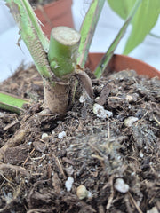 Monstera Burle Marx Flame Steckling Adult