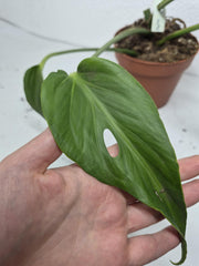 Monstera Burle Marx Flame Steckling Adult