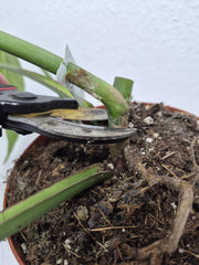 Monstera Burle Marx Flame Steckling Adult