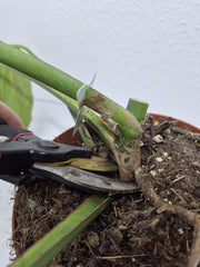 Monstera Burle Marx Flame Steckling Adult