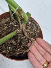 Monstera Burle Marx Flame Steckling Adult