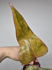 Philodendron Strawberry Shake Stecklinge