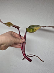 Philodendron Strawberry Shake Stecklinge