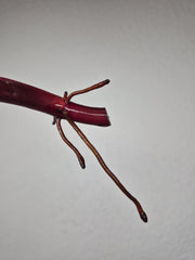 Philodendron Strawberry Shake Stecklinge