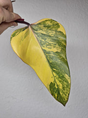 Philodendron Strawberry Shake Stecklinge