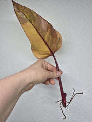 Philodendron Strawberry Shake Stecklinge