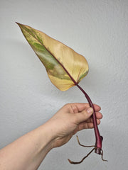 Philodendron Strawberry Shake Stecklinge