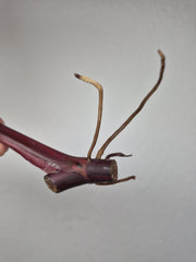 Philodendron Strawberry Shake Stecklinge