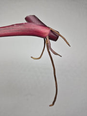 Philodendron Strawberry Shake Stecklinge