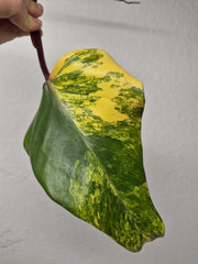 Philodendron Strawberry Shake Stecklinge