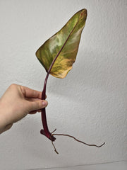 Philodendron Strawberry Shake Stecklinge
