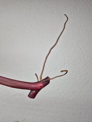 Philodendron Strawberry Shake Stecklinge