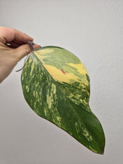 Philodendron Strawberry Shake Stecklinge