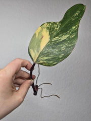 Philodendron Strawberry Shake Stecklinge