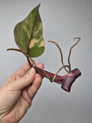Philodendron Strawberry Shake Stecklinge