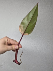 Philodendron Strawberry Shake Stecklinge