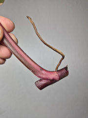 Philodendron Strawberry Shake Stecklinge