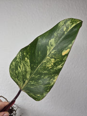 Philodendron Strawberry Shake Stecklinge