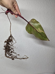 Philodendron Strawberry Shake Stecklinge