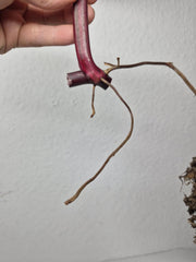 Philodendron Strawberry Shake Stecklinge