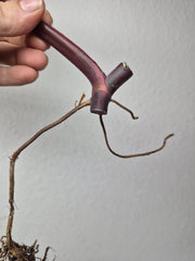 Philodendron Strawberry Shake Stecklinge