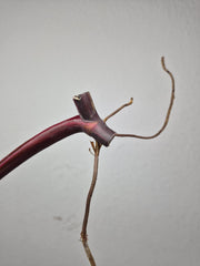Philodendron Strawberry Shake Stecklinge