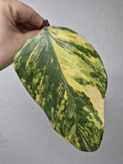 Philodendron Strawberry Shake Stecklinge