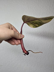 Philodendron Strawberry Shake Stecklinge