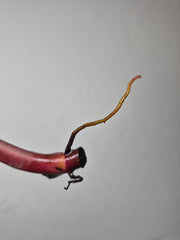 Philodendron Strawberry Shake Stecklinge