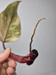 Philodendron Strawberry Shake Stecklinge