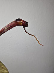 Philodendron Strawberry Shake Stecklinge