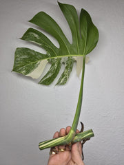 Monstera Variegata Steckling (zum aussuchen)