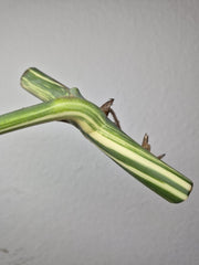 Monstera Variegata Steckling (zum aussuchen)