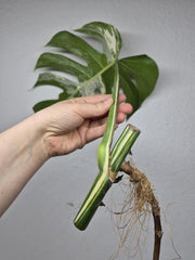 Monstera Variegata Steckling (zum aussuchen)