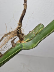 Monstera Variegata Steckling (zum aussuchen)