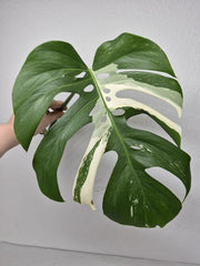 Monstera Variegata Steckling (zum aussuchen)
