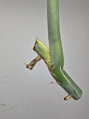 Monstera Variegata Steckling (zum aussuchen)