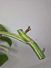 Monstera Variegata Steckling (zum aussuchen)