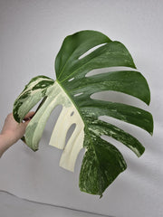 Monstera Variegata Steckling (zum aussuchen)