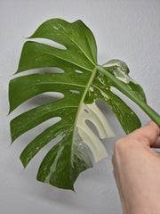 Monstera Variegata Steckling (zum aussuchen)