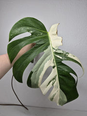 Monstera Variegata Steckling (zum aussuchen)