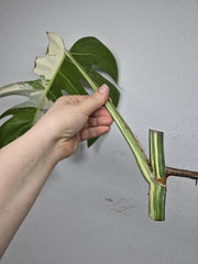 Monstera Variegata Steckling (zum aussuchen)